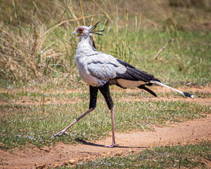 wildlife in the savannah