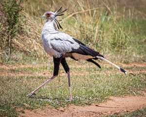 wildlife in the savannah