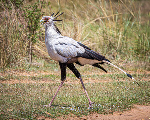 wildlife in the savannah