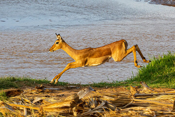 deer in the wild