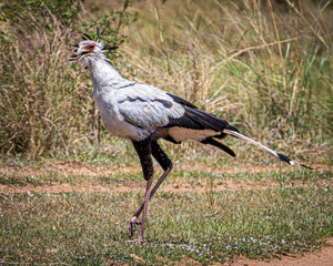 wildlife in the savannah