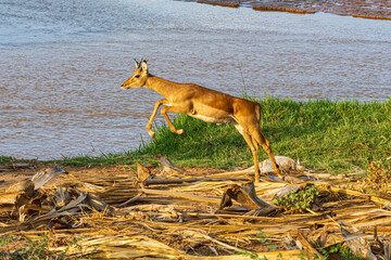 deer in the wild