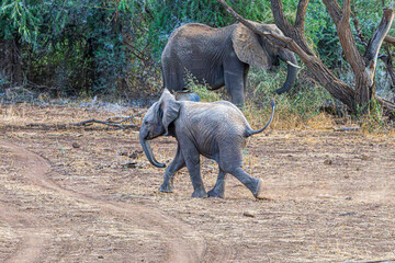 wildlife in the savannah