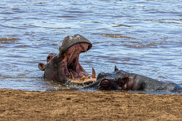 hippos