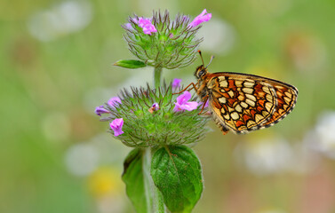 Melitaea athalia 1053
