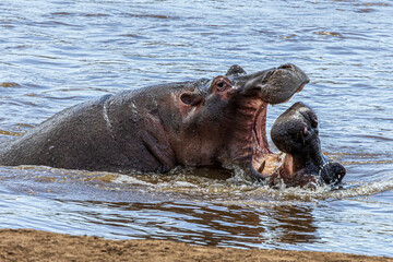 Fototapeta premium hippos