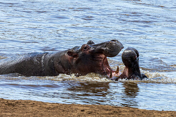 hippos