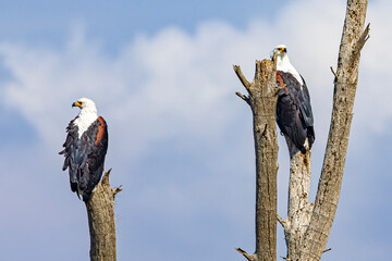 bald eagle on a branch