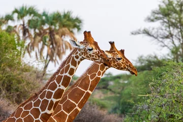 Foto op Canvas giraffe © Alvaro