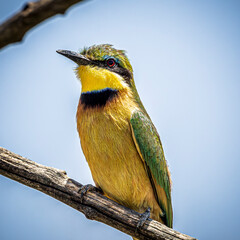 bee-eater