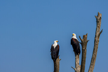 bald eagle on a branch