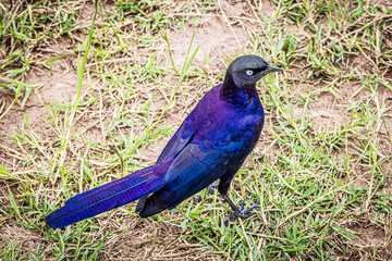 bird on the ground