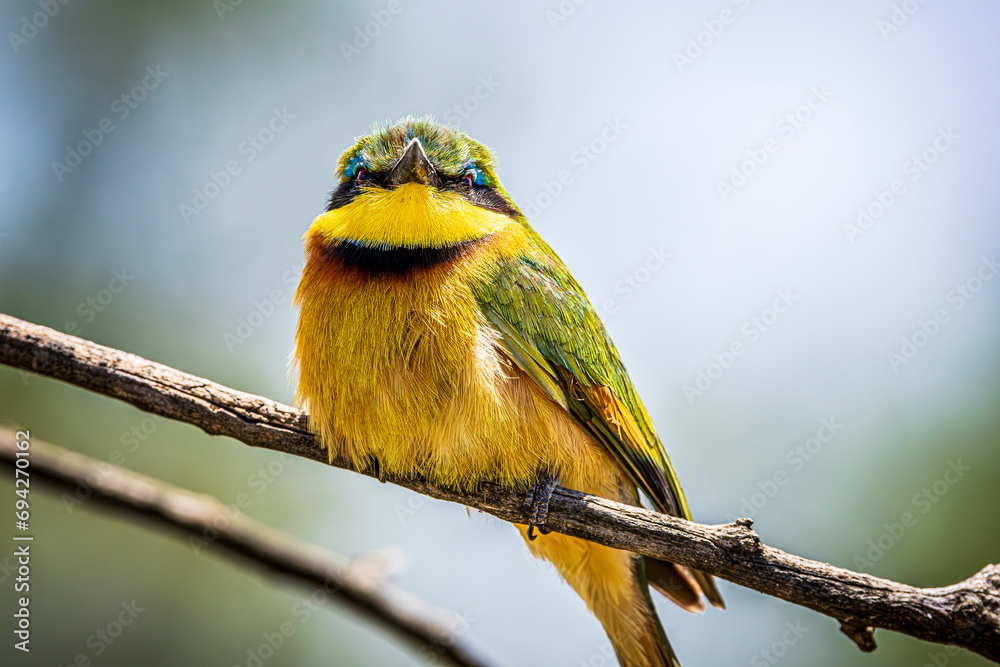 Sticker bee-eater