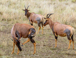 antelope in the savannah © Alvaro