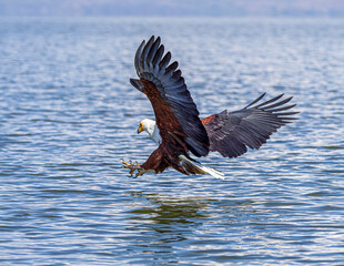 eagle in flight