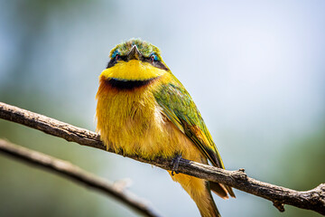 bee-eater