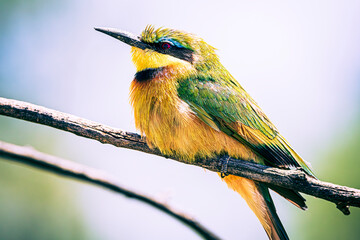bee-eater
