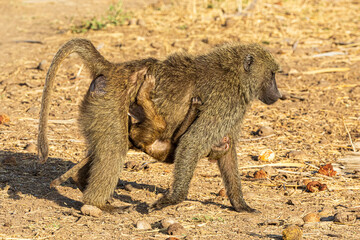 mother and baboon