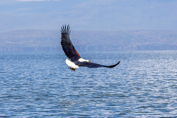 eagle in flight