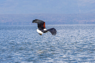 eagle in flight