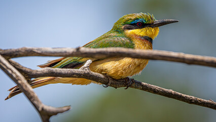 bee-eater