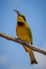 bee-eater