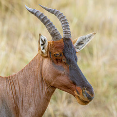 close up portrait of a male impala