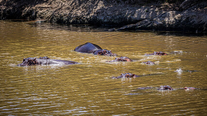 wildlife in the savannah