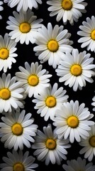 Camomile flowers. Vertical background 