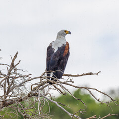 wildlife in the savannah