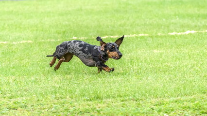 A dachshund dog playfully catches a flying ball on a green field.