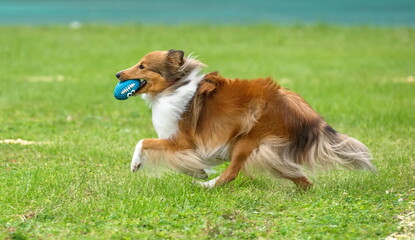 Collie Scottish Shepherd dog catches a ball on a green field