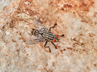 Scavenger flies of the Family Sarcophagidae. Black and white flies that feed on rotten food and animals
