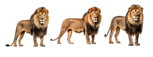 Collection of adult Lions.  Portrait of a King. Side view of a Lion walking, looking at the camera, Panthera Leo, isolated on a white background as transparent PNG, animal bundle - obrazy, fototapety, plakaty