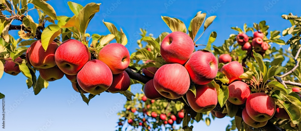 Poster abundant red apples on a dutch apple tree as autumn approaches.