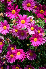 Close up of bright pink daisies