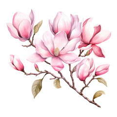 Watercolor floral illustration with blooming pink magnolia flowers and branches - obrazy, fototapety, plakaty