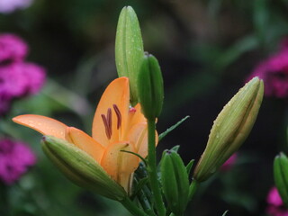 Salmon lily on the background of large green leaves and small purple flowers