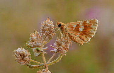 Muschampia proteides 1050