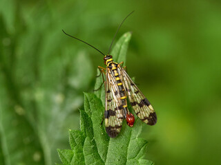 Male scorpion fly on a plant. Green background. Genus Panorpa.