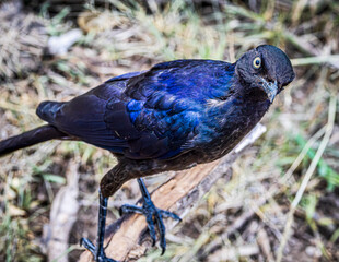 wildlife in the savannah