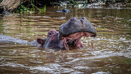 Fototapeta premium hippopotamus