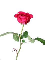 Obraz premium red rose isolated on white background