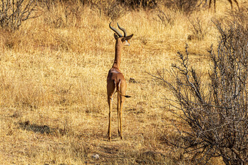 Naklejka premium impala in the savannah