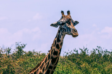 giraffe in the savannah