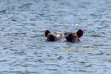 hippopotamus in water