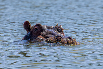 hippopotamus