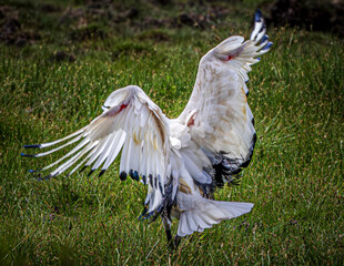 ibis