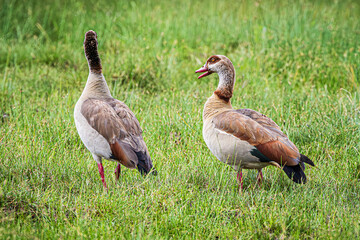 goose on the grass