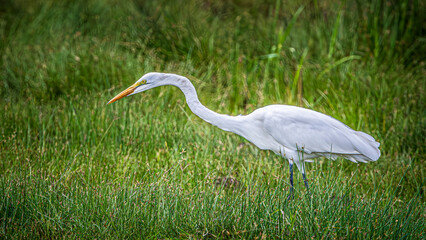 great white heron